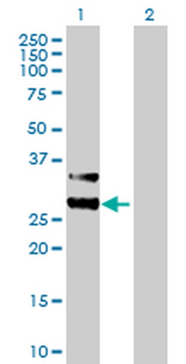 MTIF3 Antibody in Western Blot (WB)
