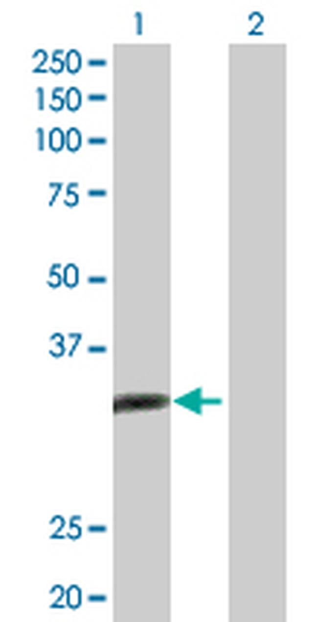 ALKBH3 Antibody in Western Blot (WB)