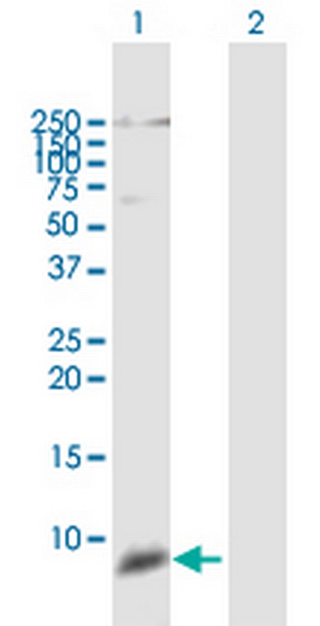 DEFB111 Antibody in Western Blot (WB)