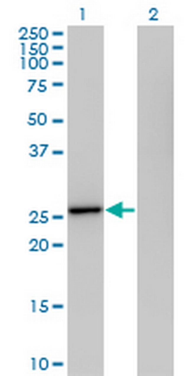 IL27 Antibody in Western Blot (WB)