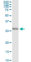 IL27 Antibody in Immunoprecipitation (IP)