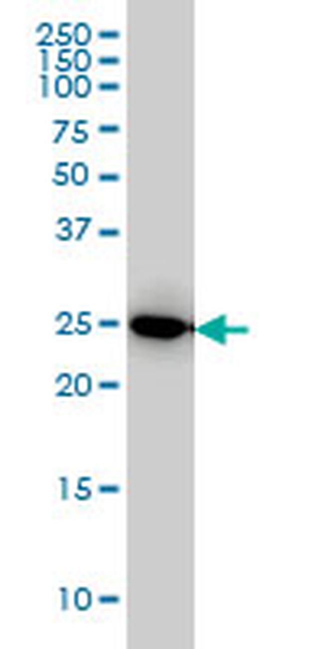 IL27 Antibody in Western Blot (WB)