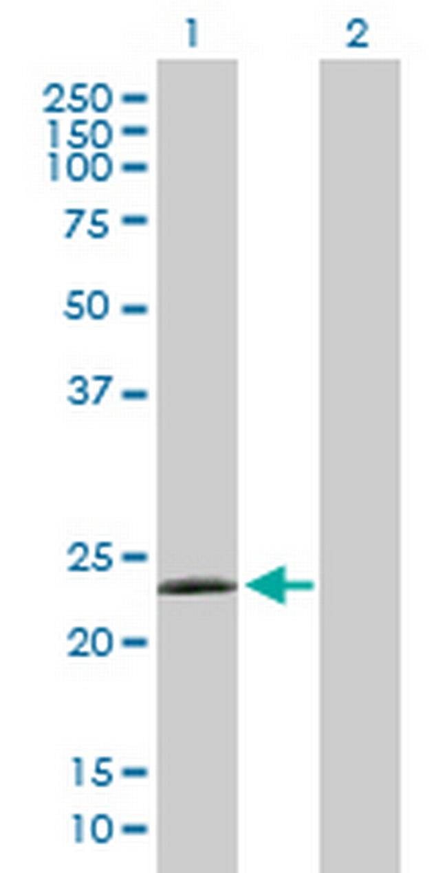 LYG2 Antibody in Western Blot (WB)