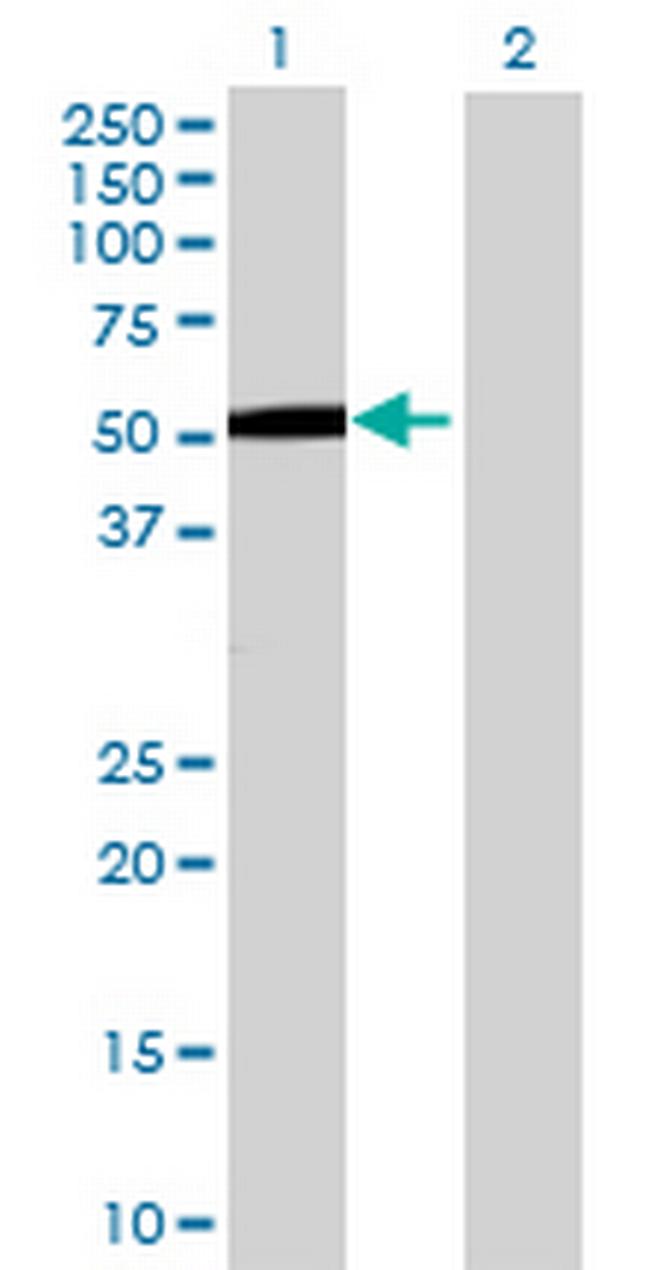 ZNF683 Antibody in Western Blot (WB)