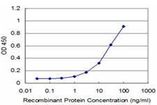 RAB43 Antibody in ELISA (ELISA)