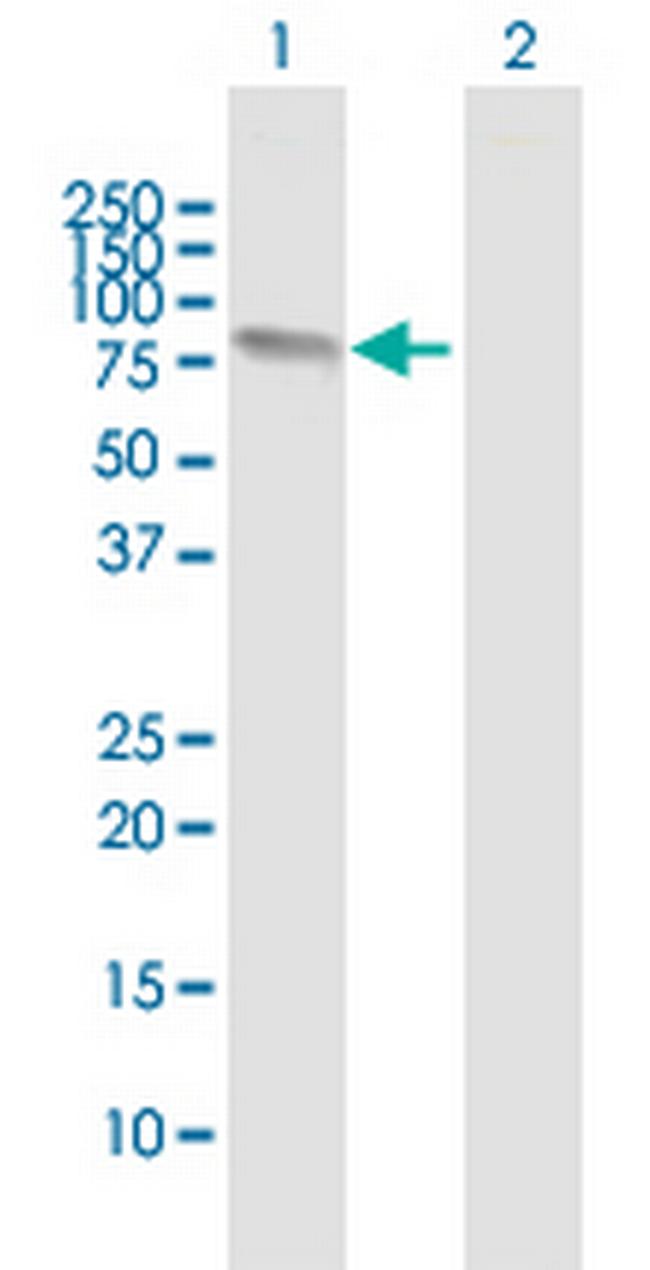 FMN1 Antibody in Western Blot (WB)