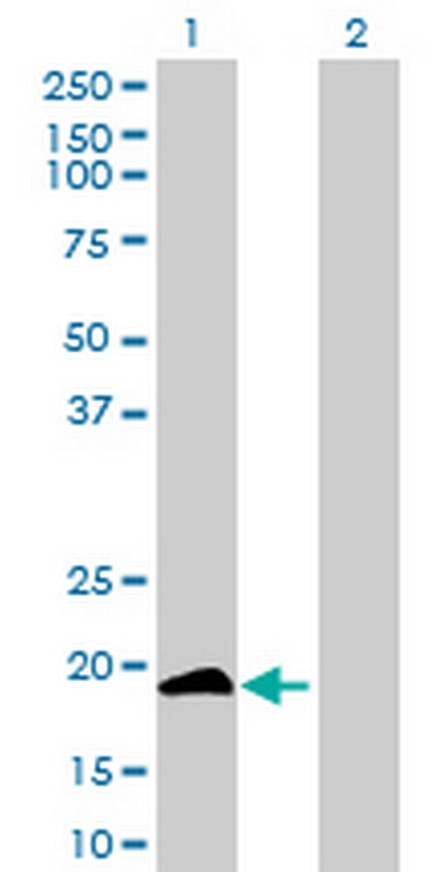 CD300LE Antibody in Western Blot (WB)