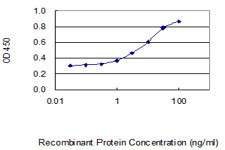 C1ORF31 Antibody in ELISA (ELISA)