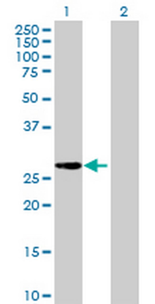 LOC391749 Antibody in Western Blot (WB)