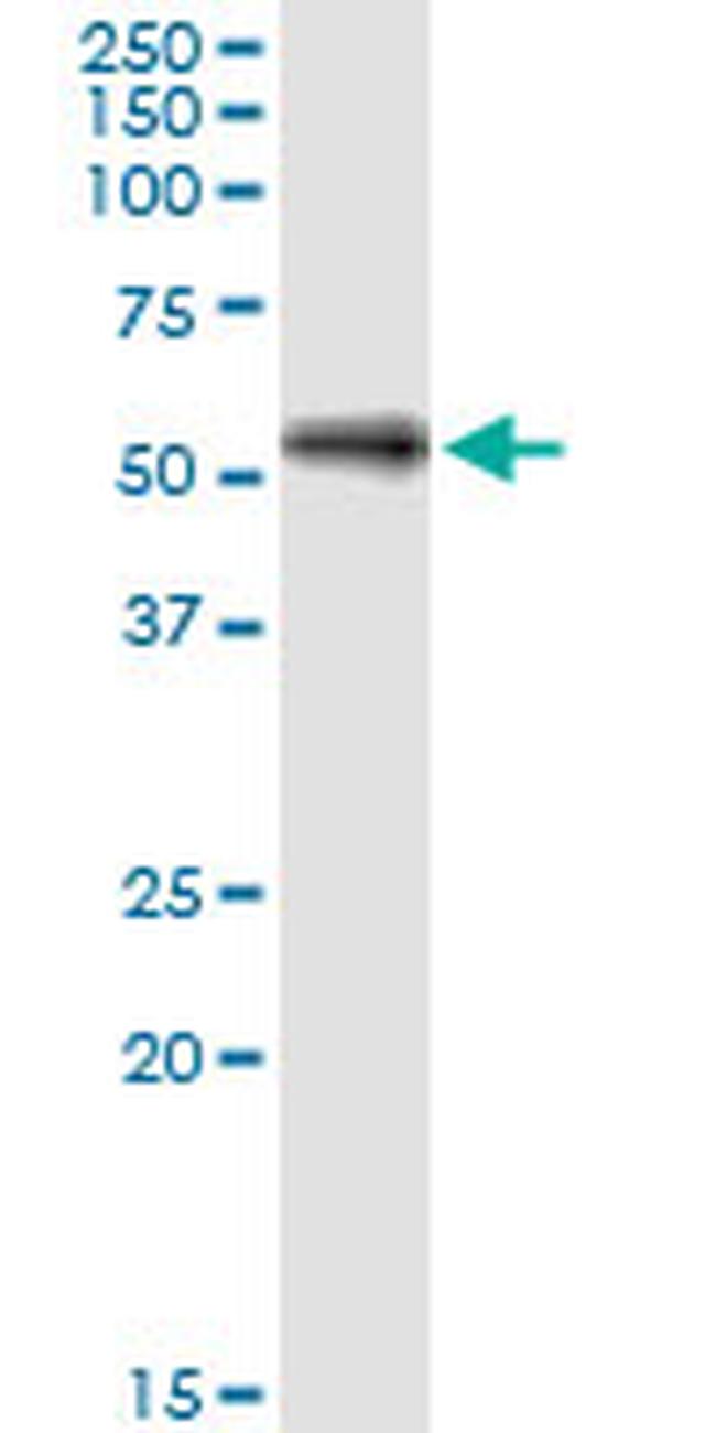 SHC4 Antibody in Western Blot (WB)