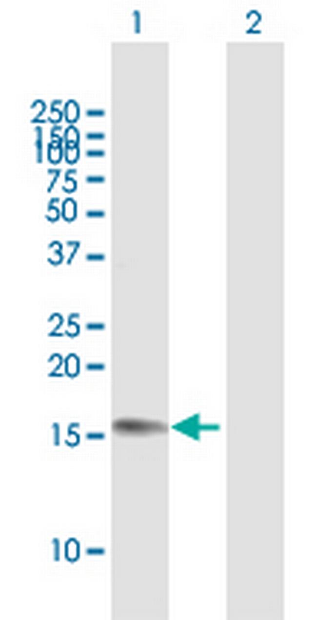 C16orf85 Antibody in Western Blot (WB)