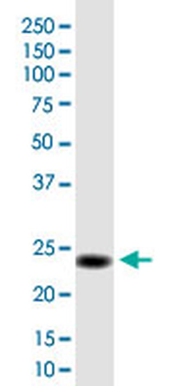 C2orf27B Antibody in Western Blot (WB)