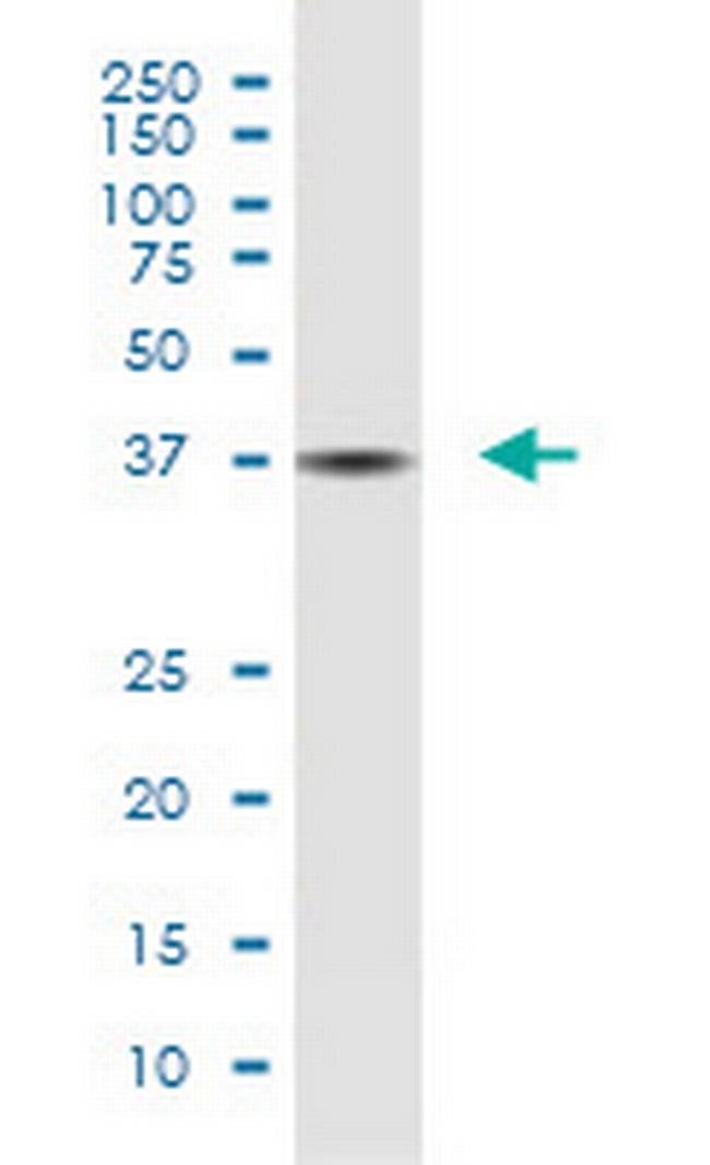 EID3 Antibody in Western Blot (WB)