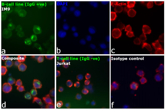 Human IgG Fc Secondary Antibody in Immunocytochemistry (ICC/IF)