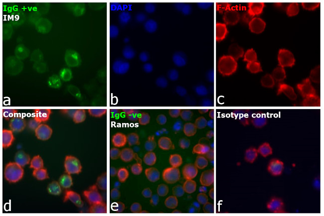 Human IgG Fc Secondary Antibody in Immunocytochemistry (ICC/IF)