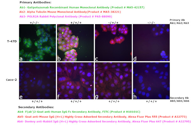 Human IgG Fc Secondary Antibody