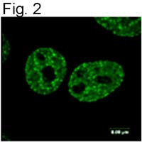 Phospho-Histone H2A.X (Ser139) Antibody in Immunocytochemistry (ICC/IF)