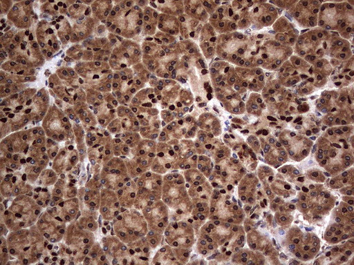 H2AFY2 Antibody in Immunohistochemistry (Paraffin) (IHC (P))