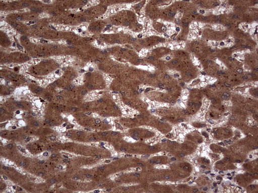 H2AFY2 Antibody in Immunohistochemistry (Paraffin) (IHC (P))