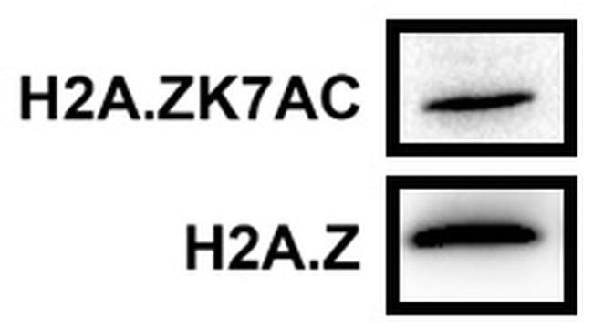 Histone H2A.Z Antibody in Western Blot (WB)