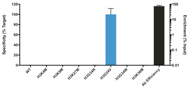 H3.3 G34V oncohistone mutant Antibody