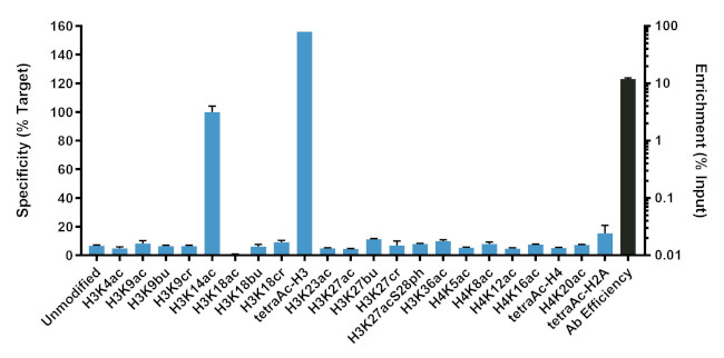 H3K14ac Antibody in ChIP Assay (ChIP)