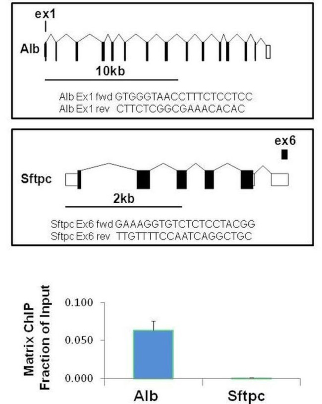 H3K14me2 Antibody in ChIP Assay (ChIP)