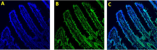 Rabbit IgG (H+L) Highly Cross-Adsorbed Secondary Antibody in Immunocytochemistry (ICC/IF)