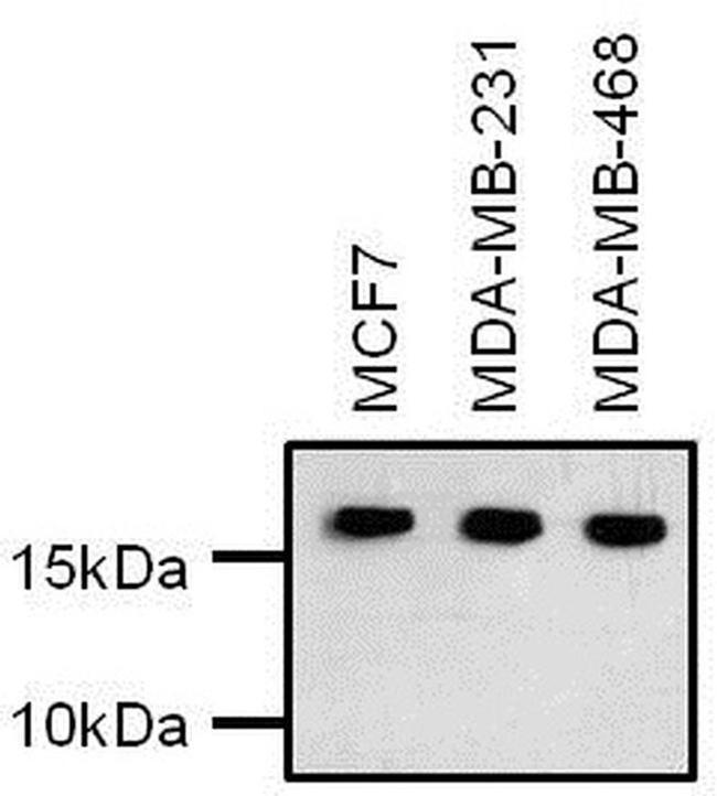 H3K27ac Antibody in Western Blot (WB)