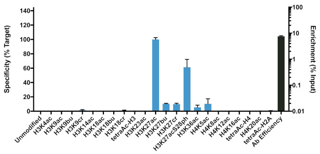 H3K27ac Antibody