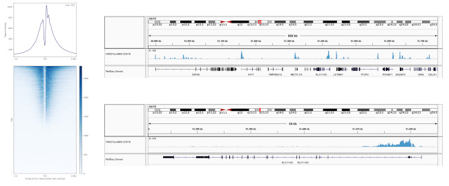 H3K27ac Antibody in ChIP-Sequencing (ChIP-seq)