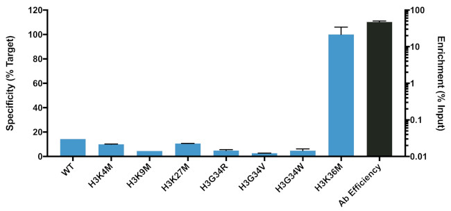 H3 K36M oncohistone mutant Antibody in ChIP Assay (ChIP)