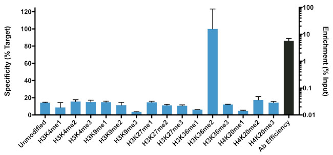 H3K36me2 Antibody in ChIP Assay (ChIP)