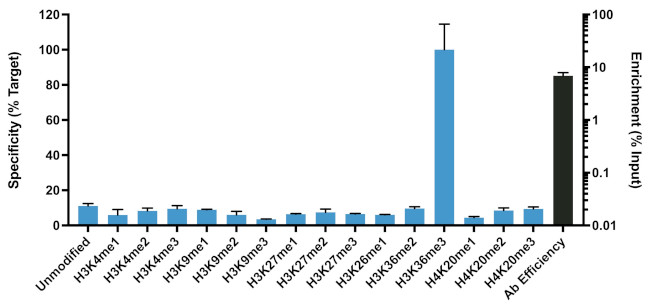 H3K36me3 Antibody