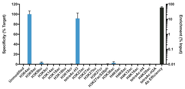 H3K4ac Antibody in ChIP Assay (ChIP)