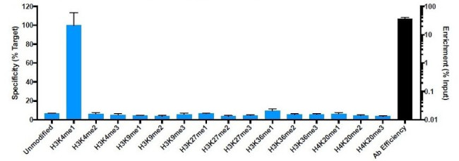 H3K4me1 Antibody in ChIP Assay (ChIP)