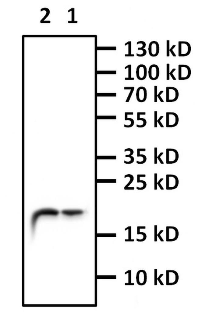 H3K4me1 Antibody in Western Blot (WB)