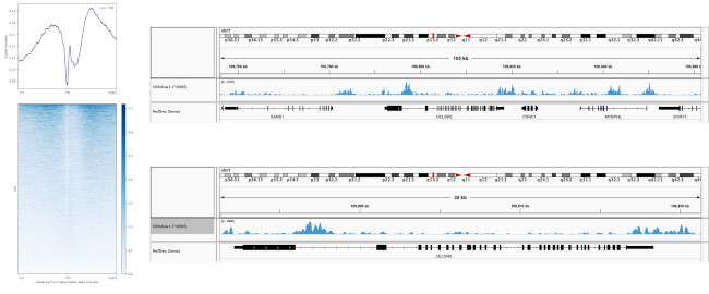 H3K4me1 Antibody in ChIP-Sequencing (ChIP-seq)