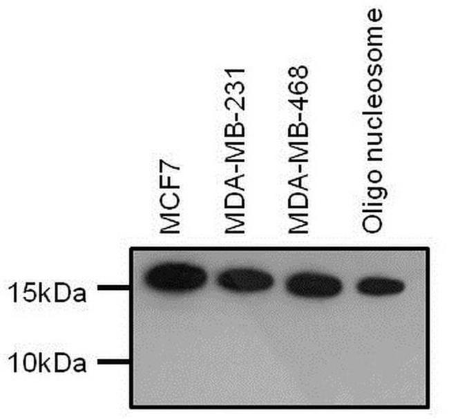 H3K4me2 Antibody in Western Blot (WB)