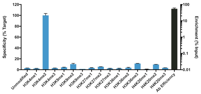 H3K4me2 Antibody in ChIP Assay (ChIP)