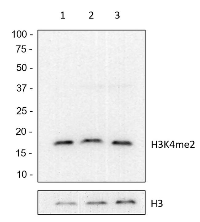 H3K4me2 Antibody in Western Blot (WB)