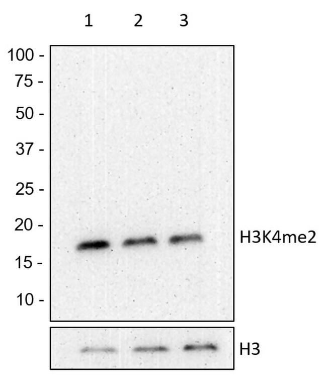 H3K4me2 Antibody in Western Blot (WB)