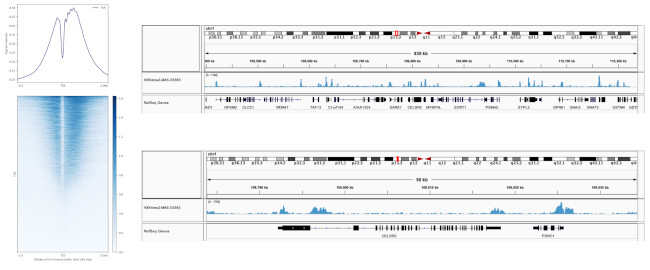 H3K4me2 Antibody in ChIP-Sequencing (ChIP-seq)