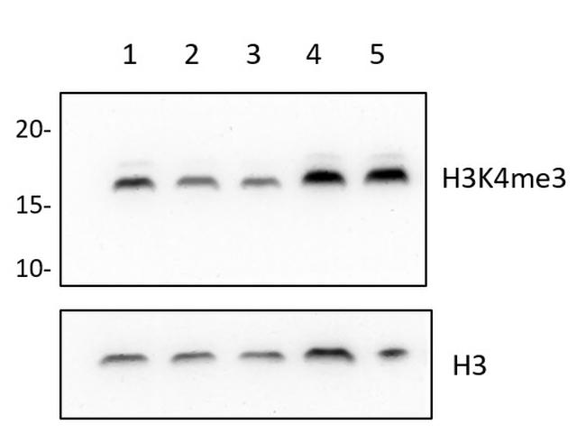 H3K4me3 Antibody in Western Blot (WB)