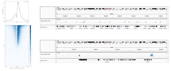 H3K4me3 Antibody in ChIP-Sequencing (ChIP-seq)