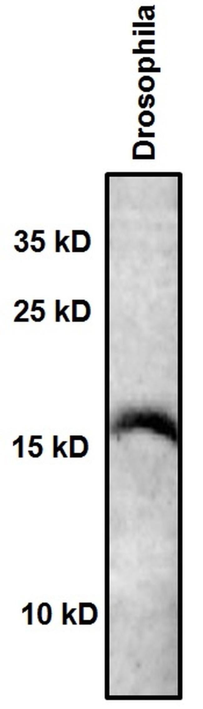 H3K9ac Antibody in Western Blot (WB)