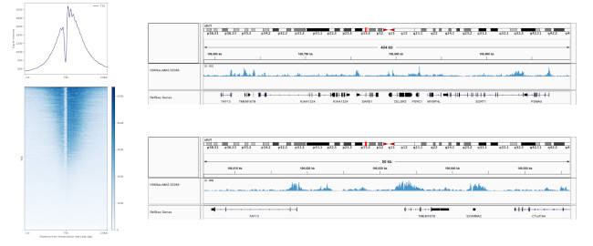 H3K9ac Antibody in ChIP-Sequencing (ChIP-seq)