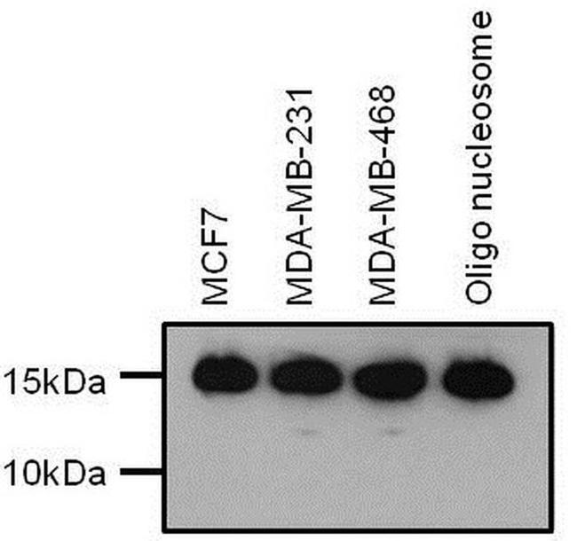 H3K9me2 Antibody in Western Blot (WB)