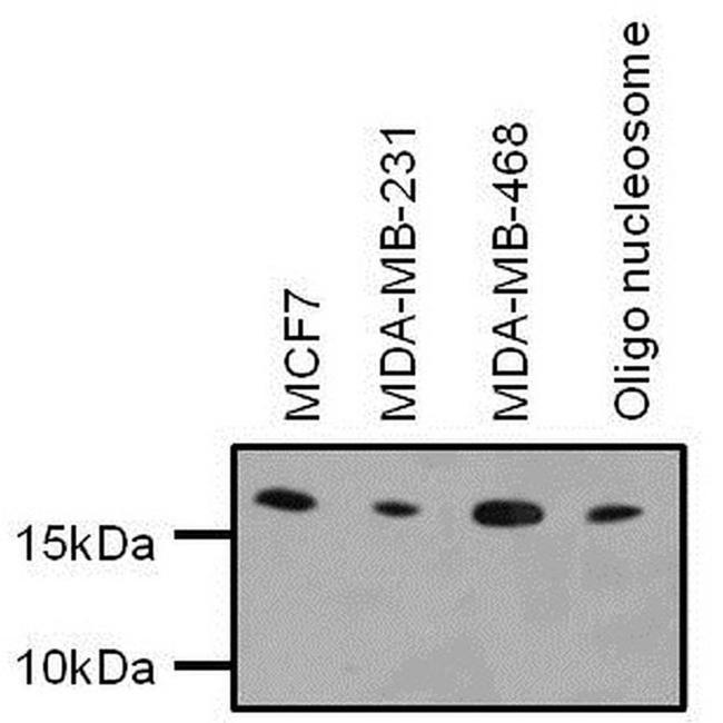 H3K9me3 Antibody in Western Blot (WB)