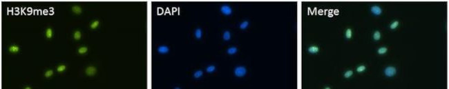 H3K9me3 Antibody in Immunocytochemistry (ICC/IF)